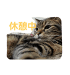 ねこねこエブリディ2（個別スタンプ：17）