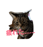 ねこねこエブリディ2（個別スタンプ：18）