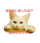 ねこねこエブリディ2（個別スタンプ：20）