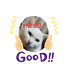 ねこねこエブリディ2（個別スタンプ：22）