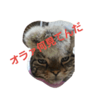 ねこねこエブリディ2（個別スタンプ：23）