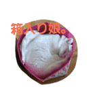 ねこねこエブリディ2（個別スタンプ：24）