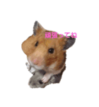 あおそら姉妹（個別スタンプ：3）