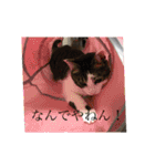 ちーずくん2（個別スタンプ：3）