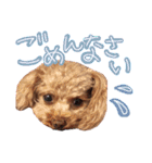 ティーカッププードルのランです＊（個別スタンプ：2）