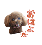 ティーカッププードルのランです＊（個別スタンプ：3）