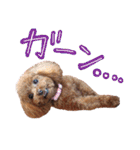 ティーカッププードルのランです＊（個別スタンプ：4）