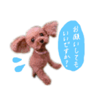 ティーカッププードルのランです＊（個別スタンプ：7）