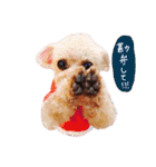 ティーカッププードルのランです＊（個別スタンプ：10）