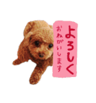 ティーカッププードルのランです＊（個別スタンプ：14）