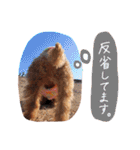 ティーカッププードルのランです＊（個別スタンプ：15）