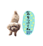 ティーカッププードルのランです＊（個別スタンプ：17）