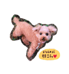 ティーカッププードルのランです＊（個別スタンプ：22）