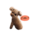 ティーカッププードルのランです＊（個別スタンプ：23）