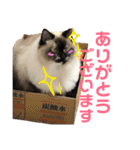 うちの子っち（個別スタンプ：5）