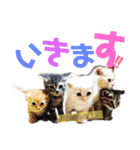 うちの子っち（個別スタンプ：9）
