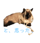 うちの子っち（個別スタンプ：12）