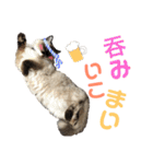 うちの子っち（個別スタンプ：16）