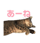 うちの子っち（個別スタンプ：30）