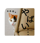 うちのにゃん's  2（個別スタンプ：6）