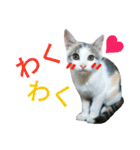 うちのにゃん's  2（個別スタンプ：10）