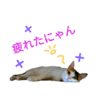 うちのにゃん's  2（個別スタンプ：12）