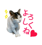 うちのにゃん's  2（個別スタンプ：13）