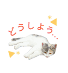 うちのにゃん's  2（個別スタンプ：31）
