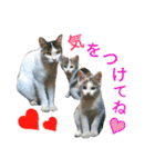 うちのにゃん's  2（個別スタンプ：33）