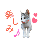 うちのにゃん's  2（個別スタンプ：34）