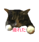 マイクロ（個別スタンプ：7）