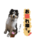シェルティのルル（個別スタンプ：3）