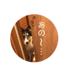 シェルティのルル（個別スタンプ：7）