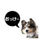 シェルティのルル（個別スタンプ：10）