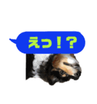 シェルティのルル（個別スタンプ：13）