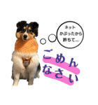 シェルティのルル（個別スタンプ：15）
