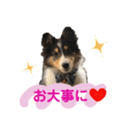 シェルティのルル（個別スタンプ：17）