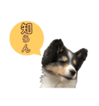 シェルティのルル（個別スタンプ：20）