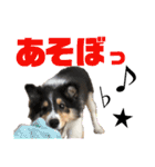 シェルティのルル（個別スタンプ：21）