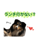 シェルティのルル（個別スタンプ：24）