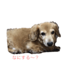 バロンちゃん（個別スタンプ：3）