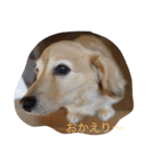 バロンちゃん（個別スタンプ：8）