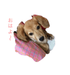 バロンちゃん（個別スタンプ：9）