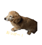 バロンちゃん（個別スタンプ：11）