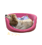 バロンちゃん（個別スタンプ：15）