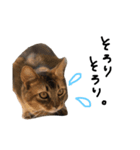 渡る世間は猫ばっかり。（個別スタンプ：1）
