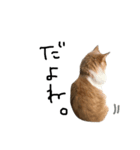 渡る世間は猫ばっかり。（個別スタンプ：2）