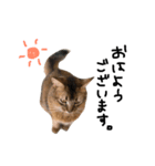 渡る世間は猫ばっかり。（個別スタンプ：4）