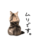 渡る世間は猫ばっかり。（個別スタンプ：6）