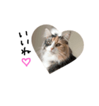 渡る世間は猫ばっかり。（個別スタンプ：7）